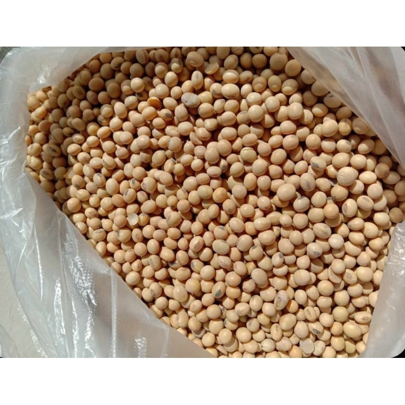 [WHOLESALE] Premium US Soybeans/ US Soya - 1 SACK/ 50KGS